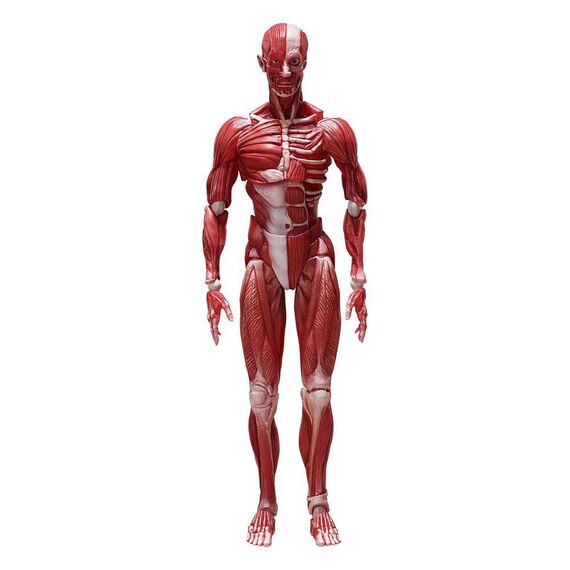 Figurka Original Character Figma - Human Anatomical Model