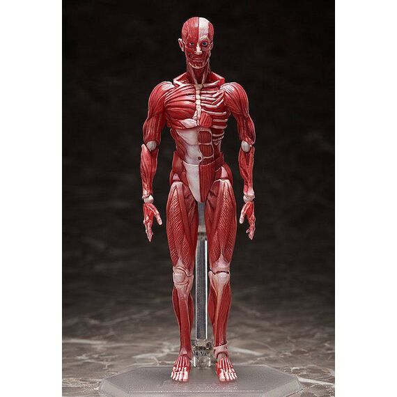 Figurka Original Character Figma - Human Anatomical Model- Zdjęcie 2