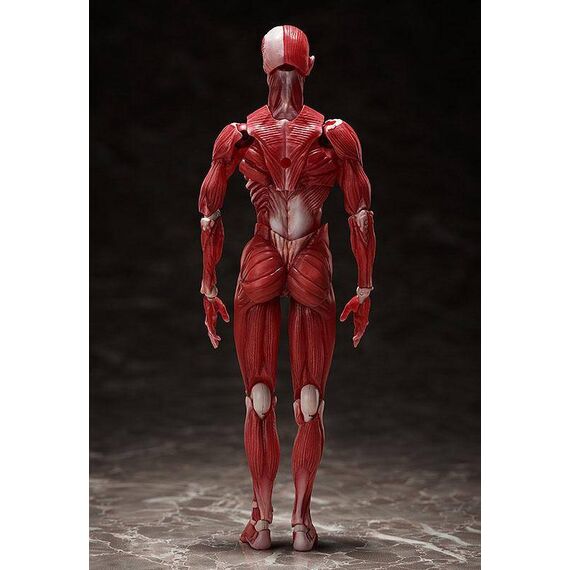 Figurka Original Character Figma - Human Anatomical Model- Zdjęcie 4