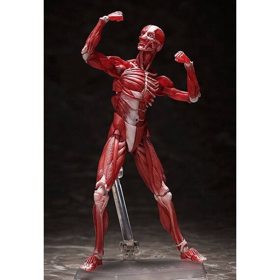 Figurka Original Character Figma - Human Anatomical Model- Zdjęcie 5