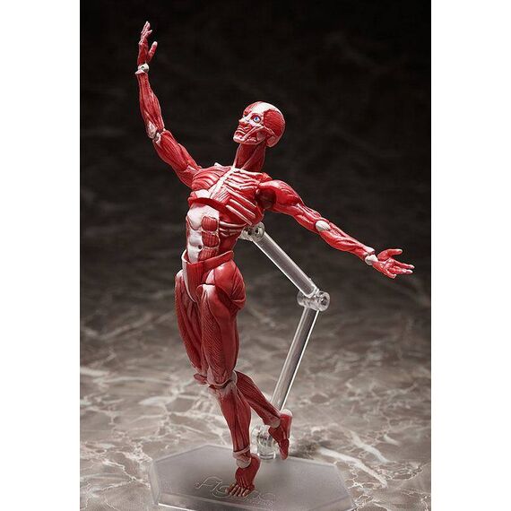Figurka Original Character Figma - Human Anatomical Model- Zdjęcie 7