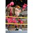 Figurka Teenage Mutant Ninja Turtles (Archie Comics) - Cryin' Houn'- Zdjęcie 28