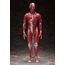 Figurka Original Character Figma - Human Anatomical Model- Zdjęcie 2