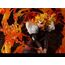 Figurka Demon Slayer: Kimetsu no Yaiba 1/8 Kyojuro Rengoku- Zdjęcie 8