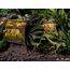 Figurka Jurassic World: Fallen Kingdom Deluxe Art Scale 1/10 Blue- Zdjęcie 3