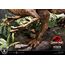 Figurka Jurassic Park Legacy Museum Collection 1/6 Velociraptor Attack- Zdjęcie 8