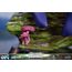 Figurka Ori and the Blind Forest - Ori & Naru (Standard Day Edition)- Zdjęcie 15