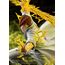 Figurka Yu Yu Hakusho ARTFXJ 1/8 - Kazuma Kuwabara Ver. 2- Zdjęcie 14